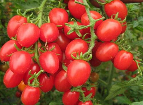 水果配送:圣女果