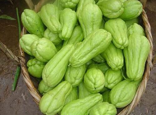 瓜果類蔬菜:佛手瓜
