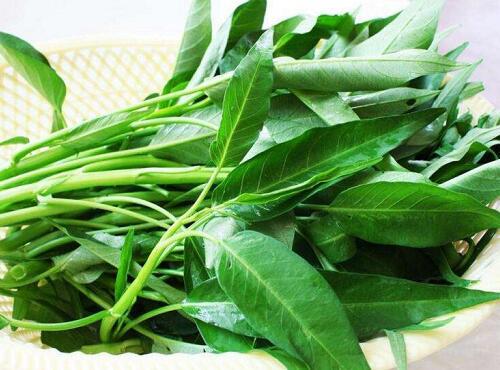 蔬菜品種：空心菜