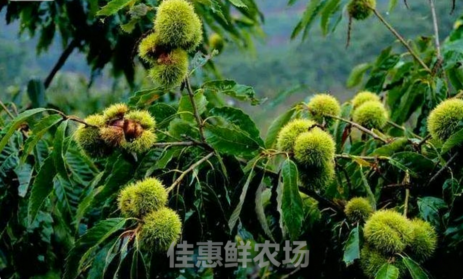 深圳蔬菜配送中心為您講解板栗獨(dú)特的功效與營養(yǎng)價(jià)值